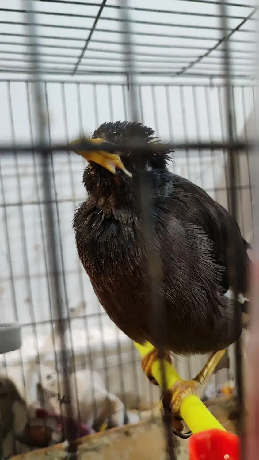 پرنده|پرنده|مشهد, هدایت|دیوار