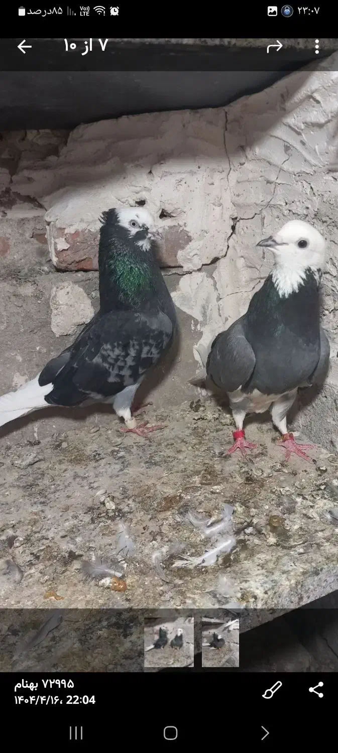 کبوتر گوم شده|حیوانات|ملکان, |دیوار