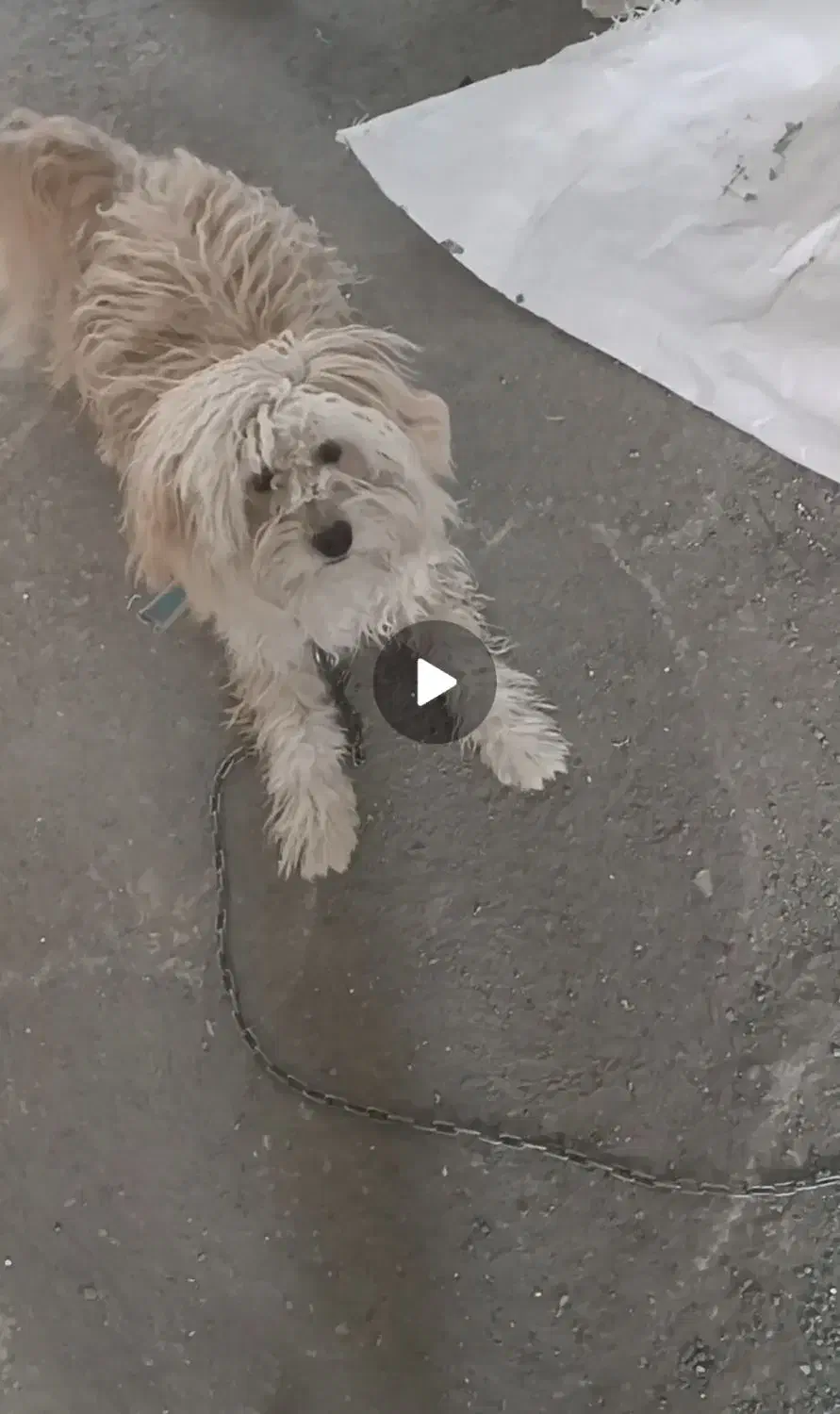 واگذاری سگ|سگ|کامیاران, |دیوار