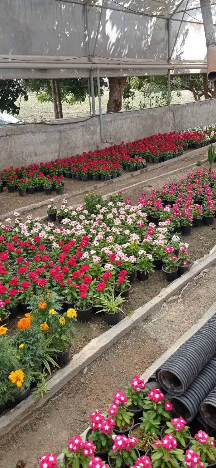 باغبان حرفه ای|خدمات باغبانی و درختکاری|کرج, فاز ۳ مهرشهر|دیوار
