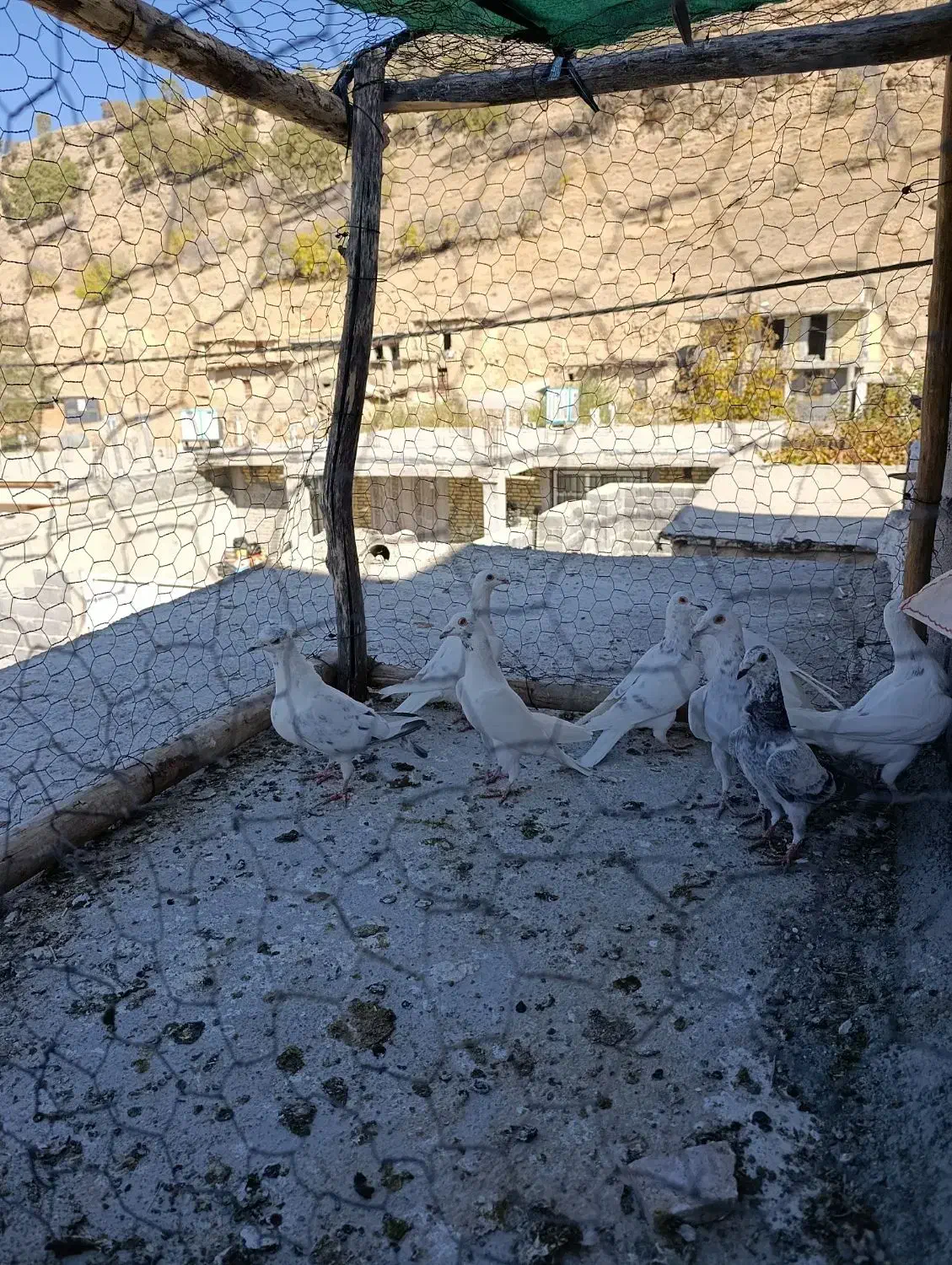 کبوتر پلاکی ذات دار|پرنده|سیسخت, |دیوار