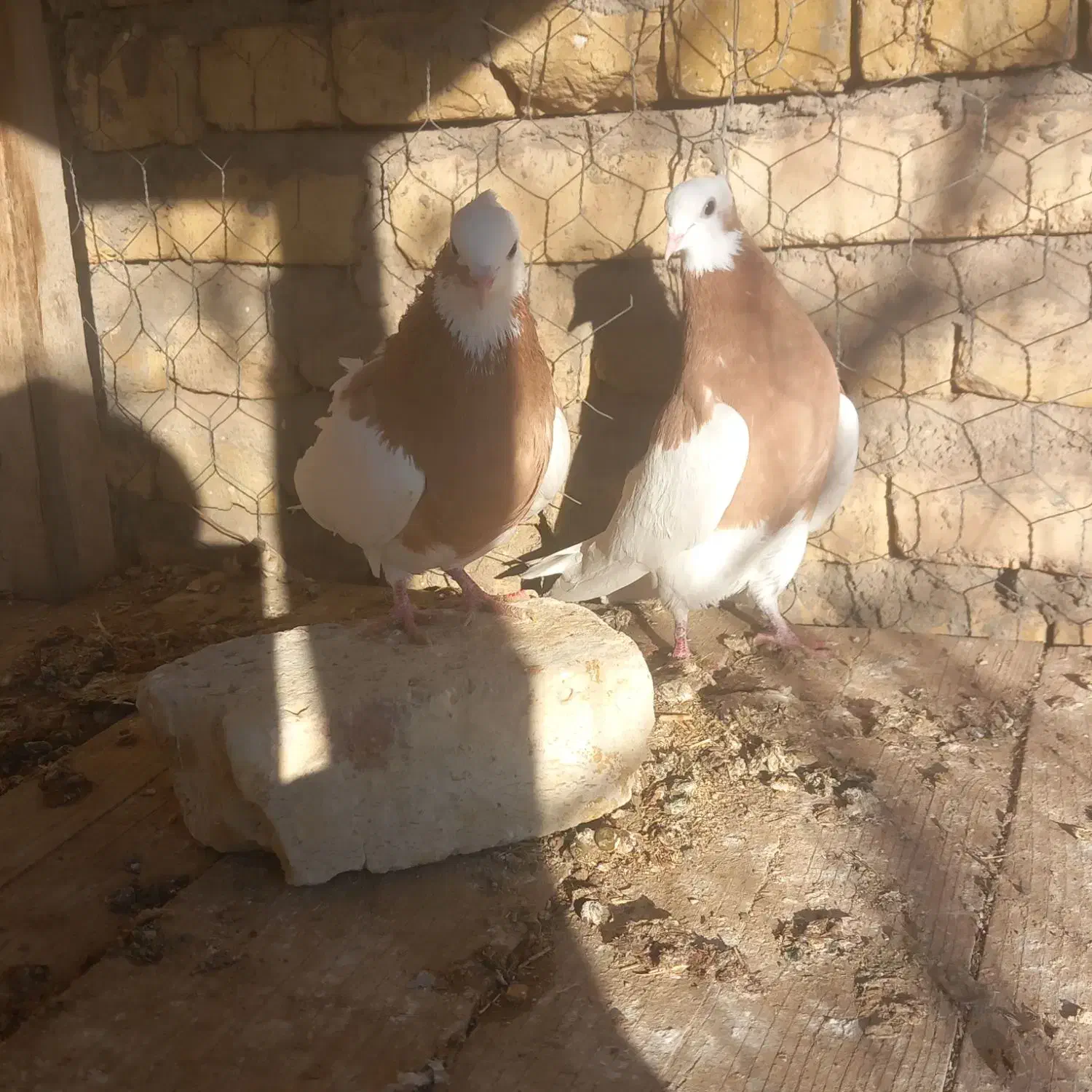 کفتر رنگی|پرنده|شال, |دیوار