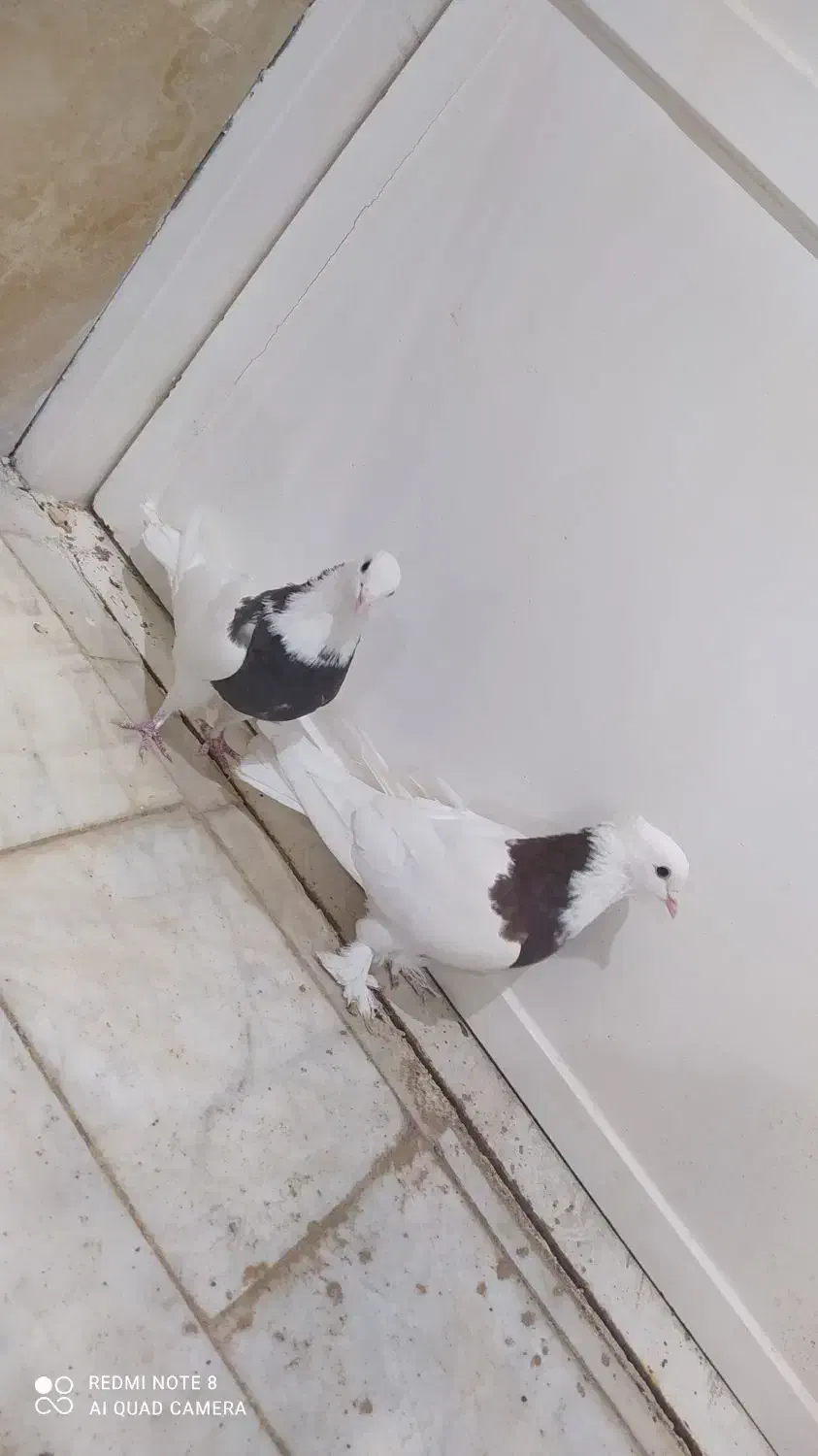 کفتر طوقی|پرنده|آران و بیدگل, |دیوار