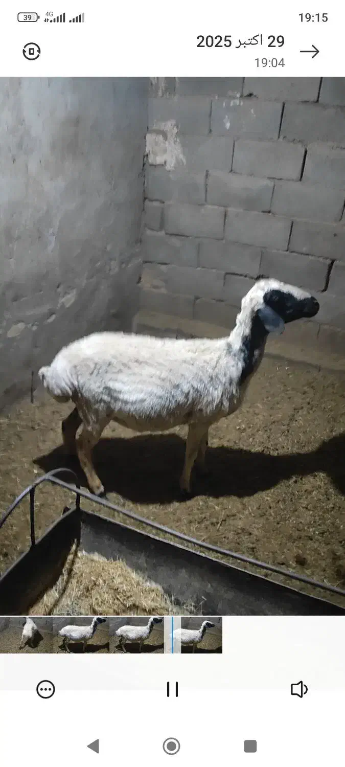 دوتا میش|حیوانات مزرعه|تفت, |دیوار