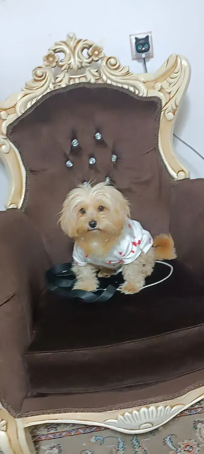 واگذاری سگ شیتزو|سگ|اسلامآباد غرب, |دیوار