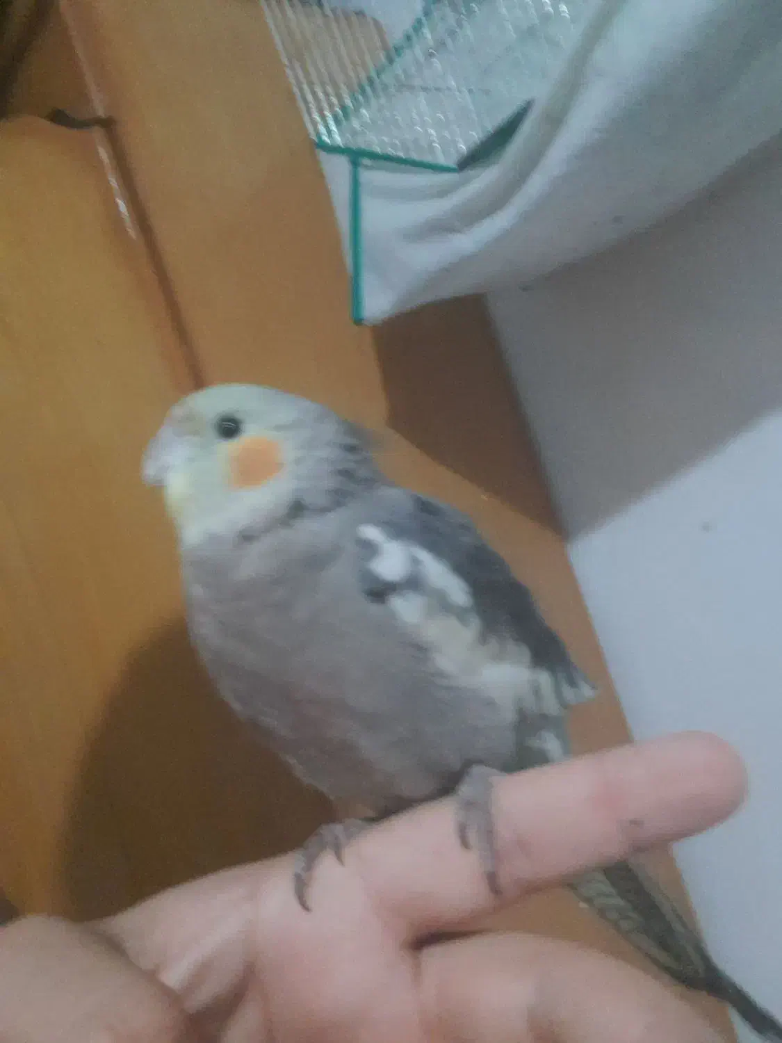 عروس پاریس|پرنده|سوسنگرد, |دیوار