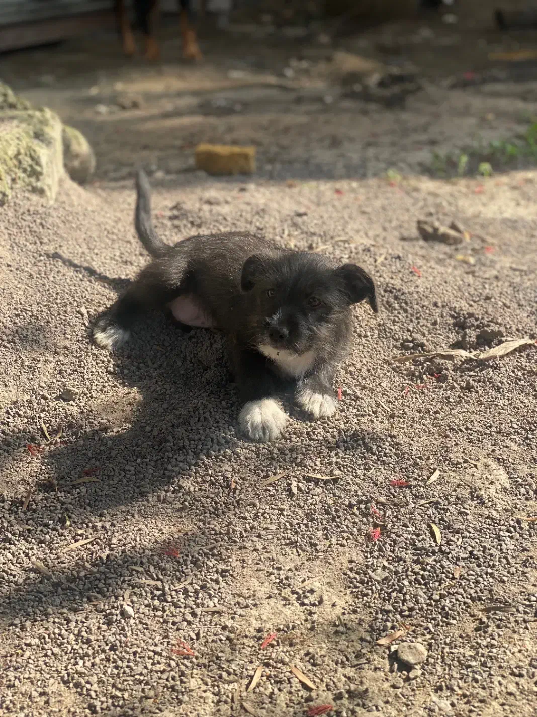 پاکوتاه سگ|سگ|املش, |دیوار