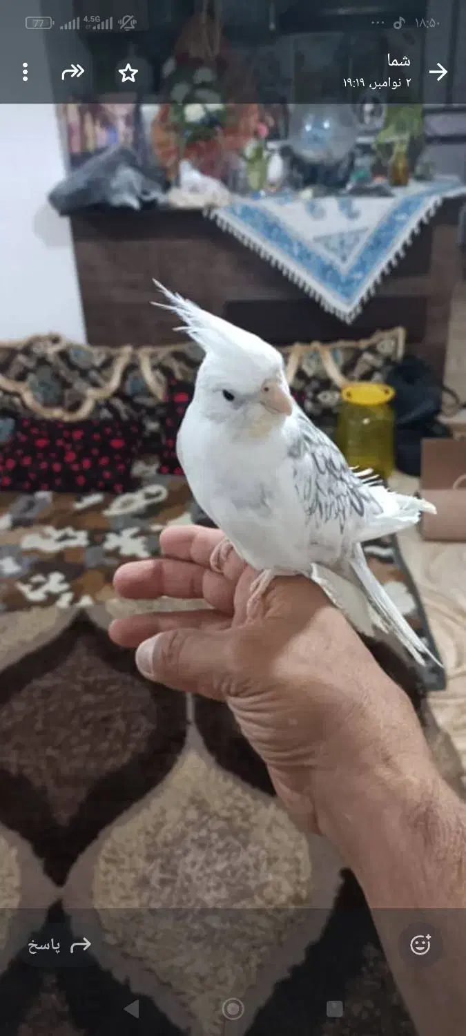 یک جفت عروس هلندی|پرنده|بندر کنگان, |دیوار