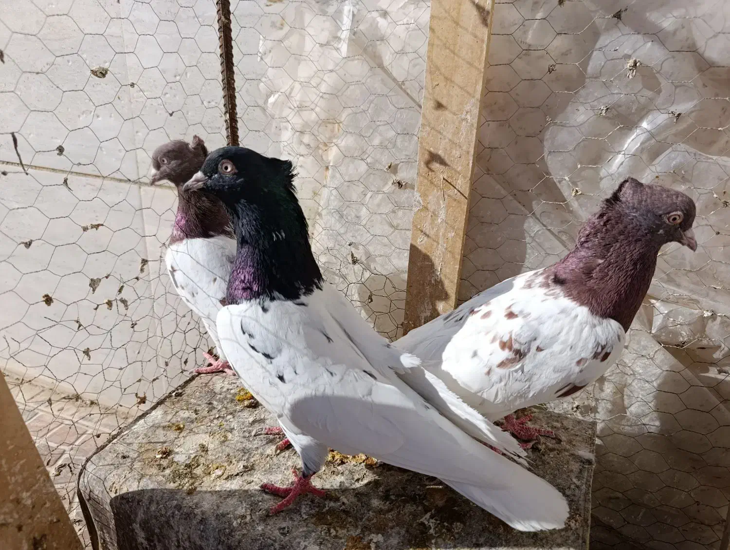 فروش کبوتر|پرنده|بجستان, |دیوار