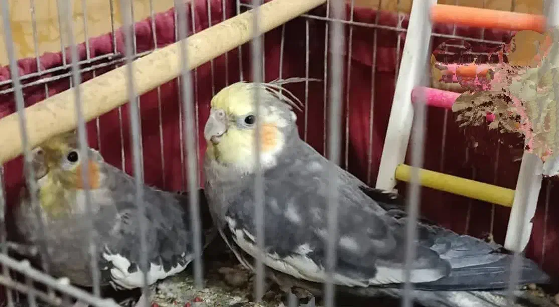 عروس لوتینیو گل باغالی سینامون نروماده|پرنده|اهواز, فتح|دیوار