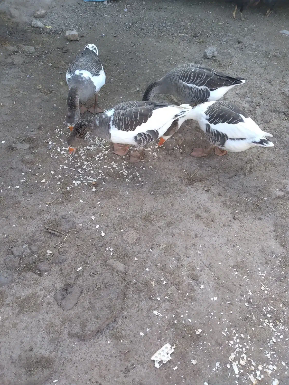 قوغاز|حیوانات مزرعه|مشگین شهر, |دیوار