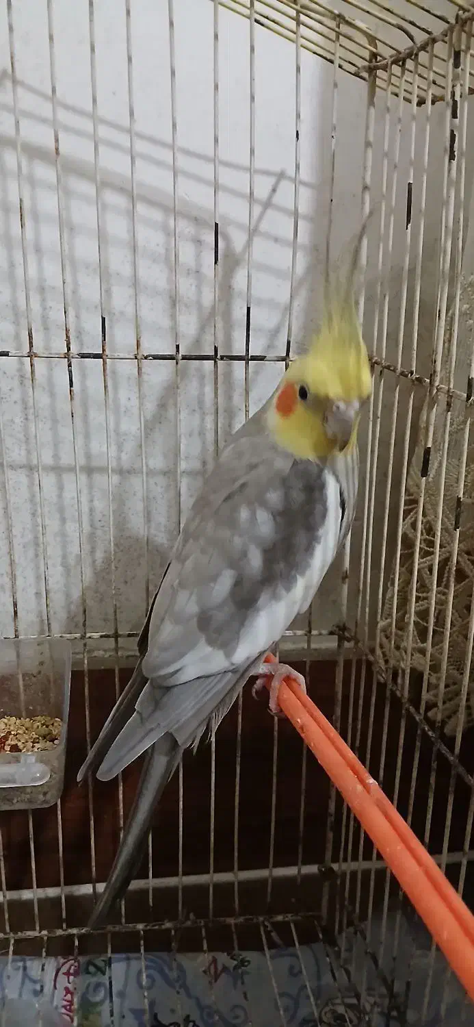 فروش عروس هلندی جفت درحال تخم‌گذاری|پرنده|کوچصفهان, |دیوار