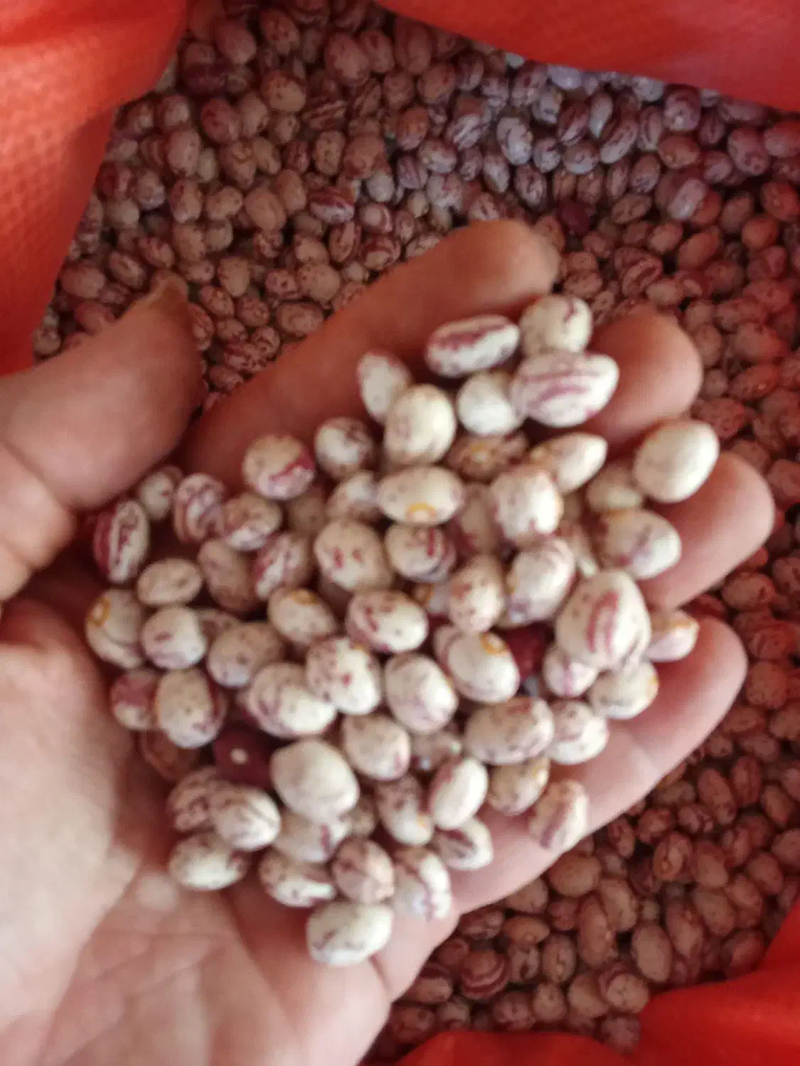 فروش عمده مواد غذایی مجموعه زران|خوردنی و آشامیدنی|تهران, شادمان|دیوار