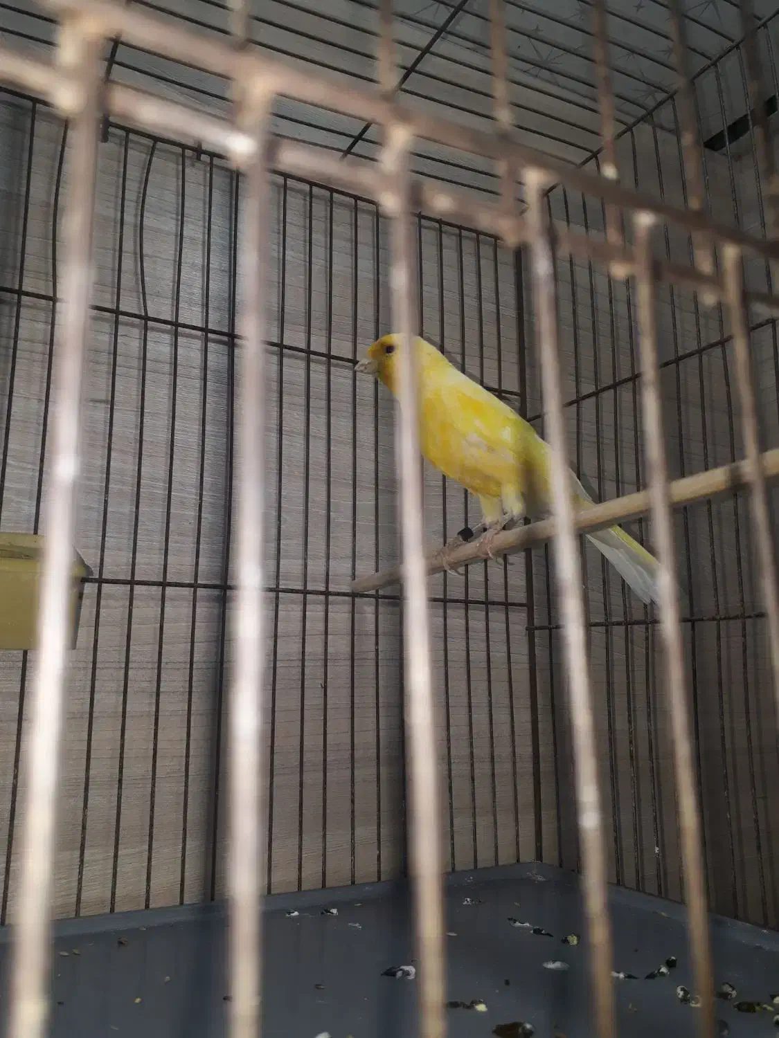 قناری نر شاداب|پرنده|تاکستان, |دیوار