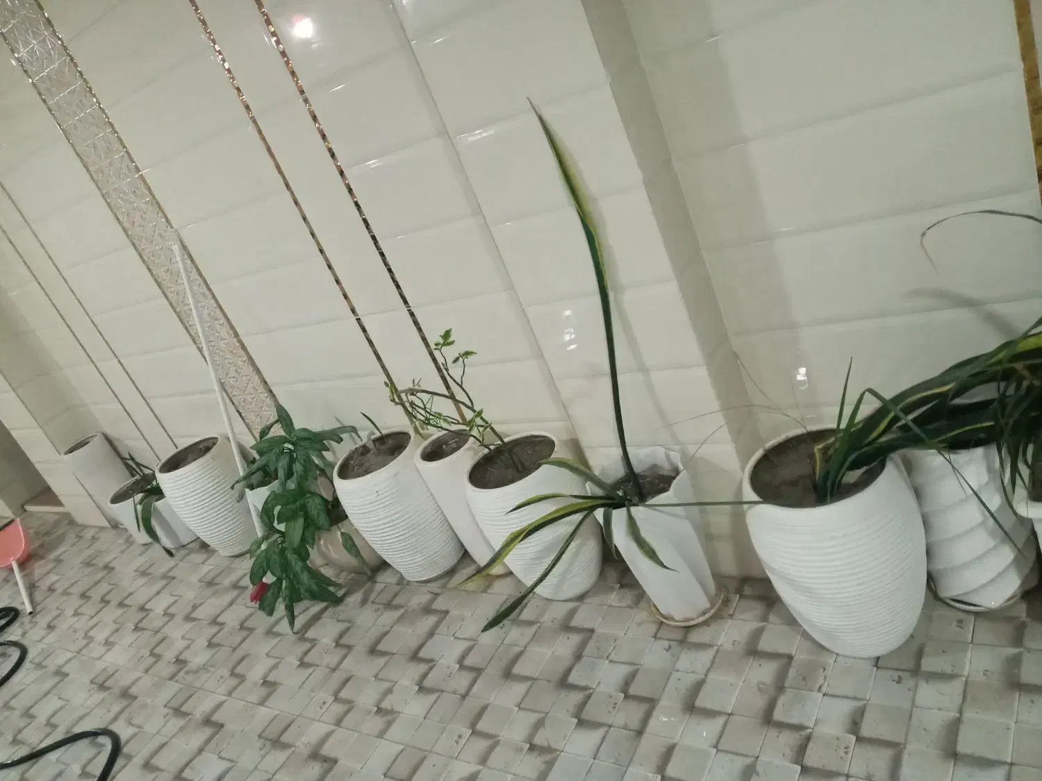 فروش ۱۲ عدد گلدان با خاک به علت کمبود جا|گل و گیاه طبیعی|لاهیجان, شیخ زاهد|دیوار