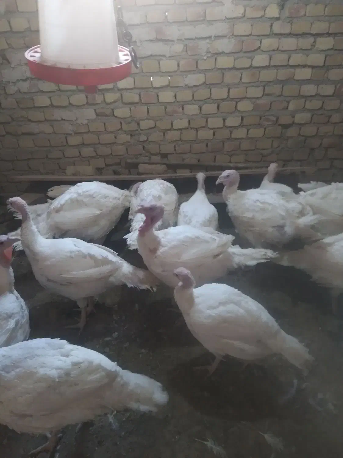 فروش بوقلمون گوشتی|حیوانات مزرعه|دشتابی, |دیوار