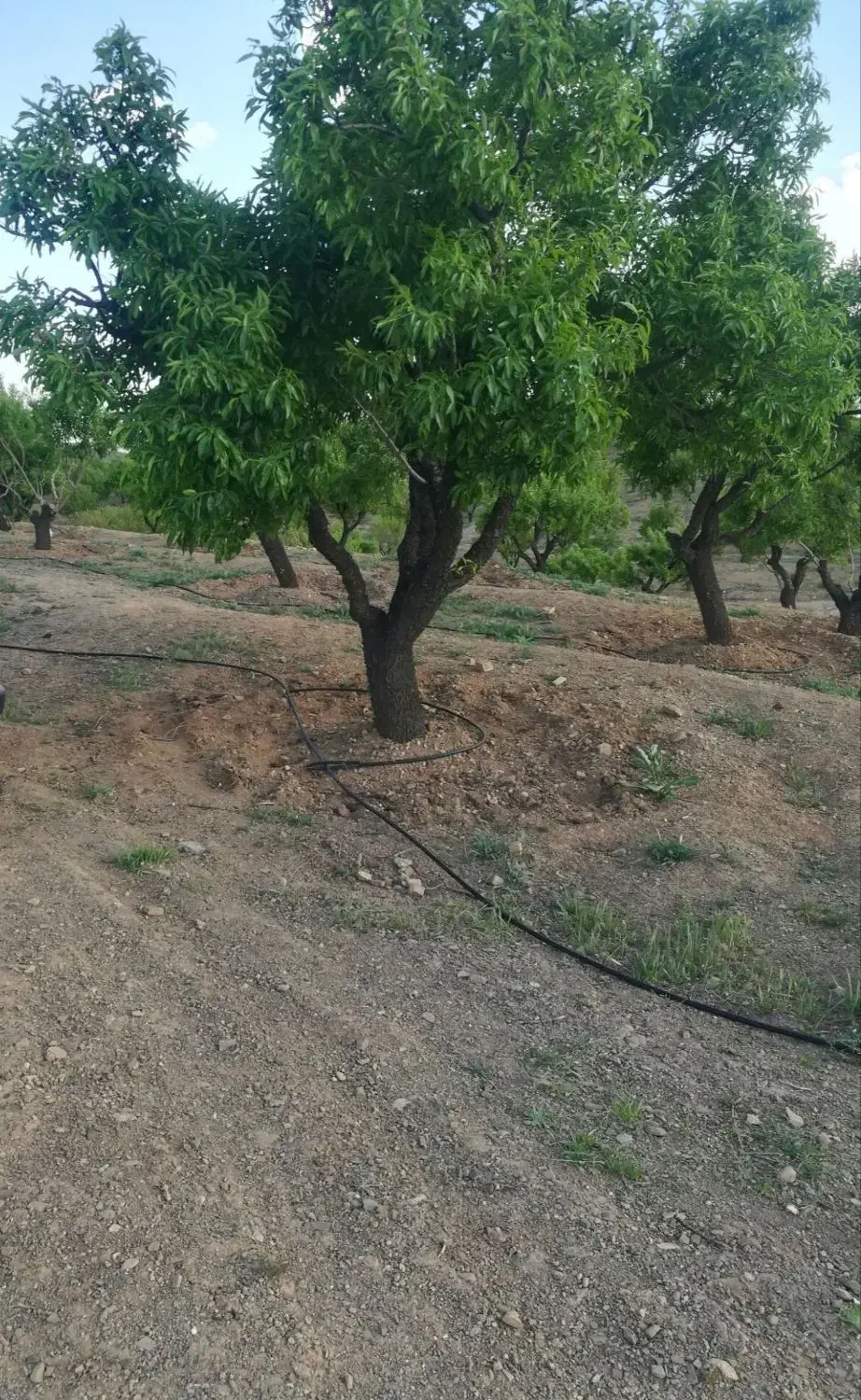 2000 متر باغ بادام(نقد یا معاوضه با ماشین)|فروش زمین و ملک کلنگی|سامان, |دیوار