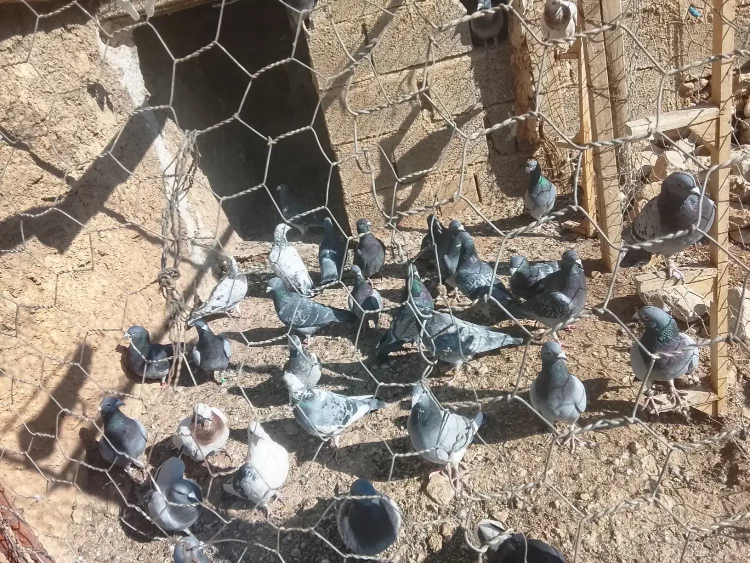 مسافتی|پرنده|کازرون, |دیوار