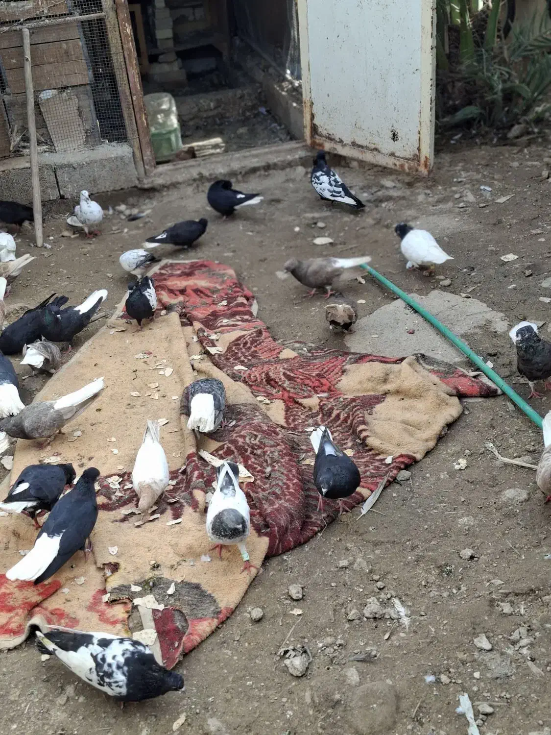 پرنده|پرنده|خرمشهر, |دیوار