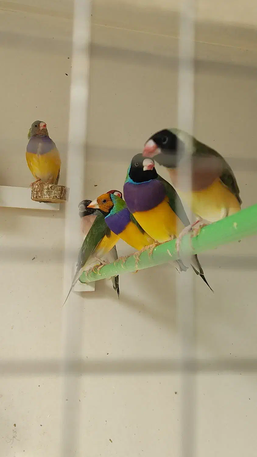 جوجه گلدین سهره قناری کوتوله عروس هلندی طوطی|پرنده|اصفهان, رحیمآباد|دیوار