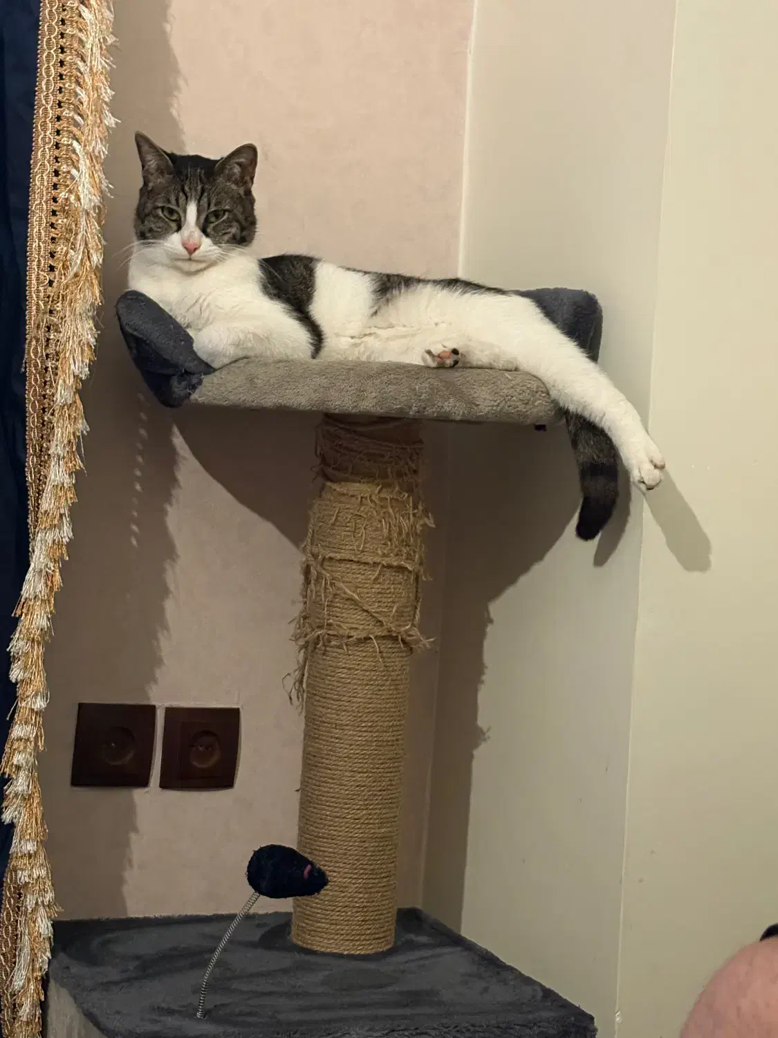 گربه نر|گربه|پردیس, فاز ۲|دیوار