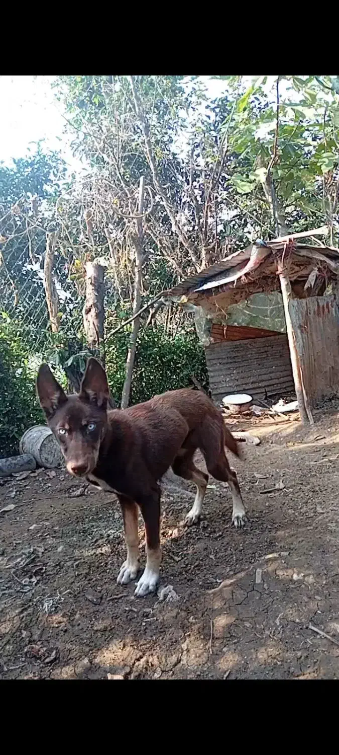 فروشی|سگ|رحیمآباد, |دیوار