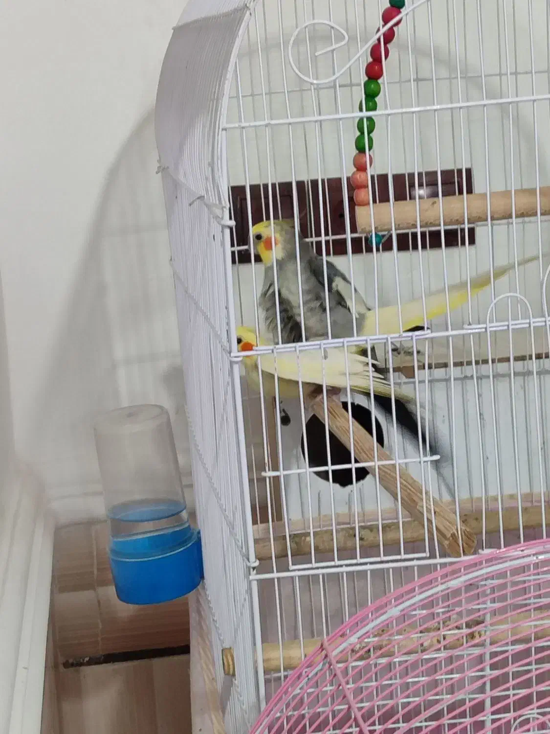 جفت عروس هلندی|پرنده|زابل, |دیوار