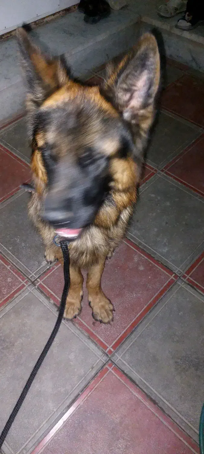 گمشده|حیوانات|سبزوار, ابارش|دیوار