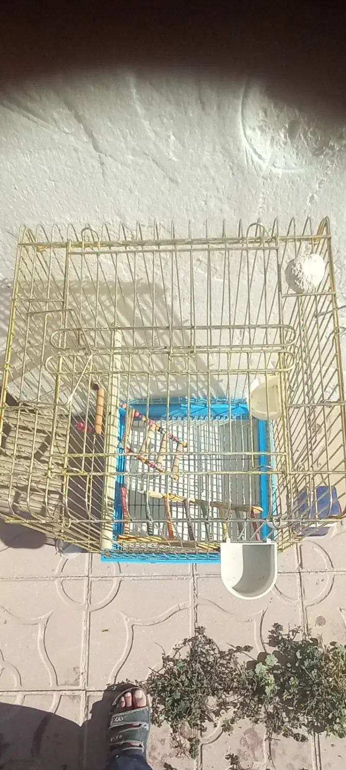 قفس طوطی سانان|لوازم جانبی حیوانات|قیدار, |دیوار