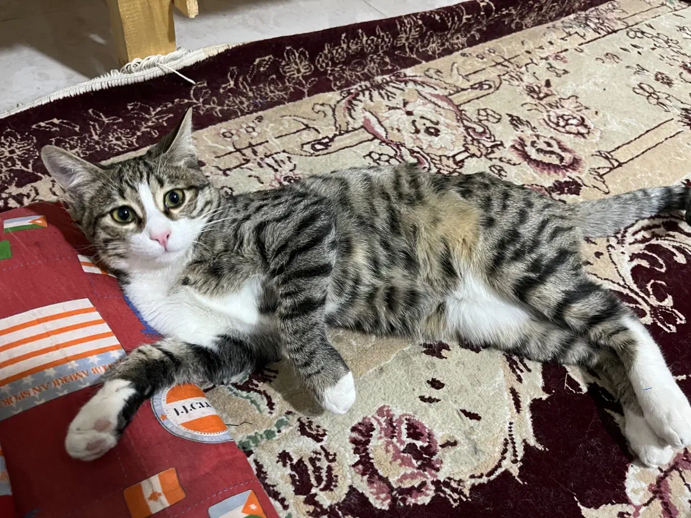 واگزاری گربه|گربه|تربت‌حیدریه, شهید قرنی|دیوار