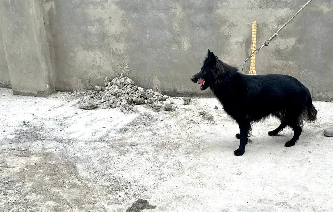 سگ ژرمن فوق العاده ببر|سگ|آمل, |دیوار