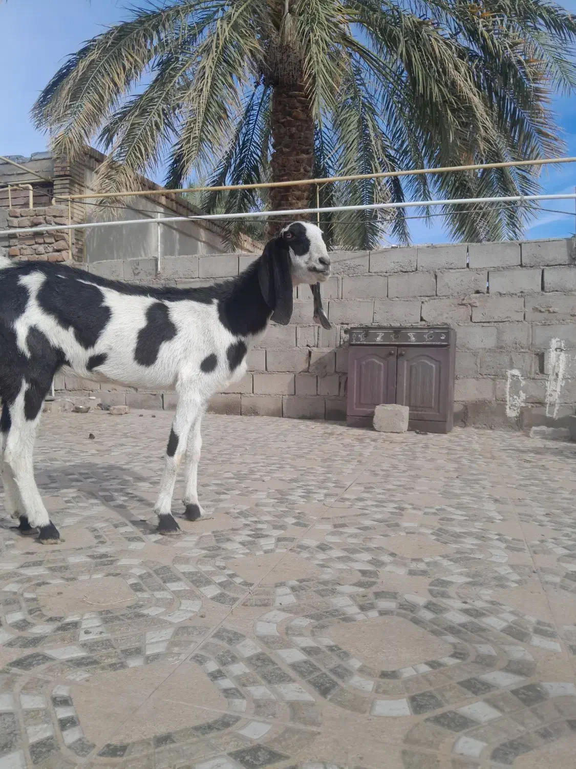 یک عددبزه رشتی بخور مناسب مالداری|حیوانات مزرعه|گنبکی, |دیوار