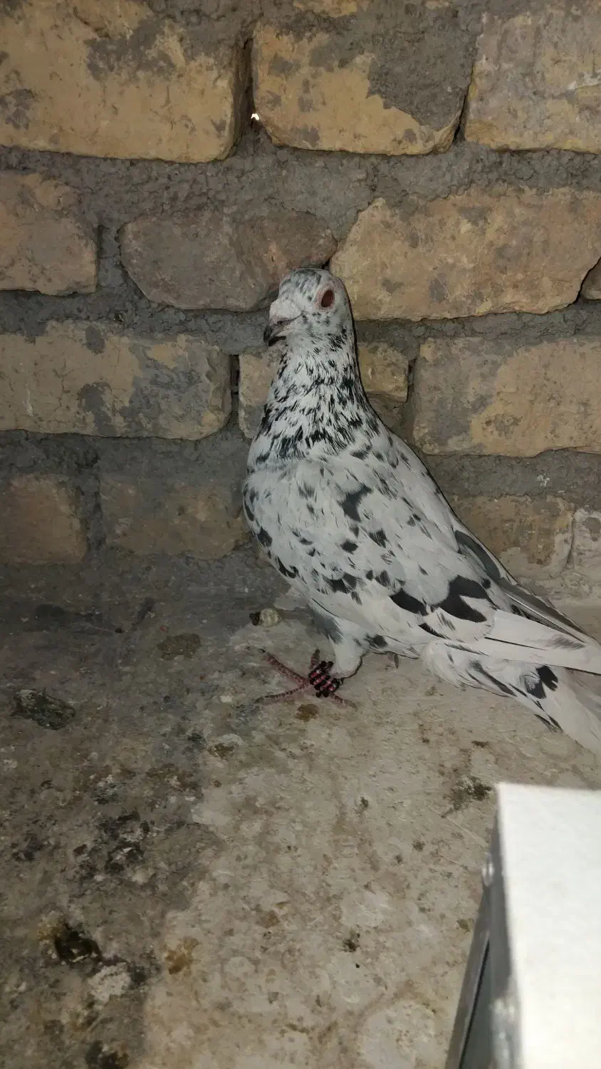 کبوتر|پرنده|چناران, |دیوار