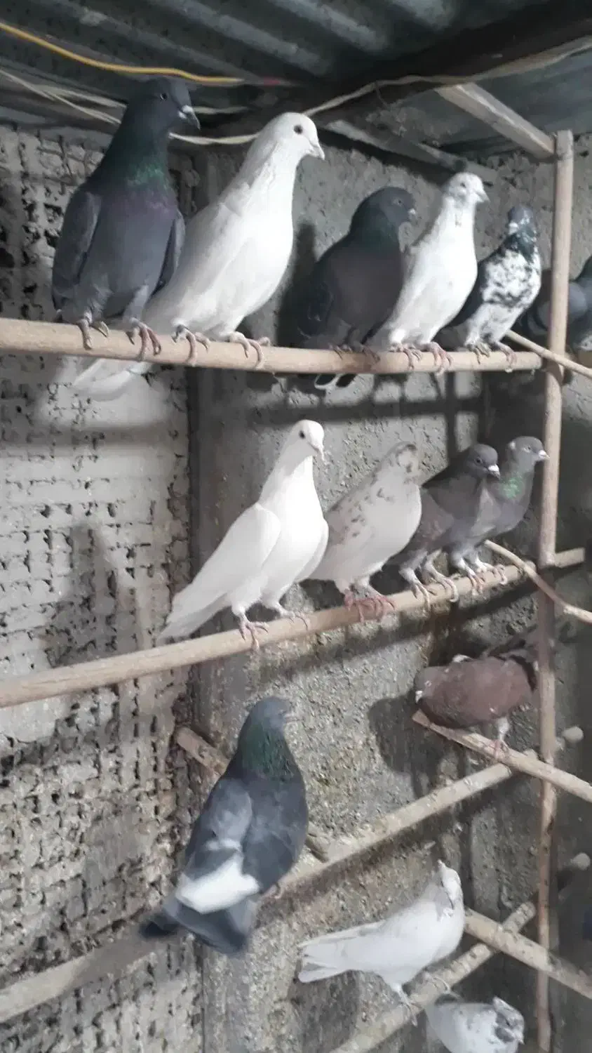 کفتر خوب .قفس .جوجه پرون غلامی|پرنده|ری, ولی آباد|دیوار