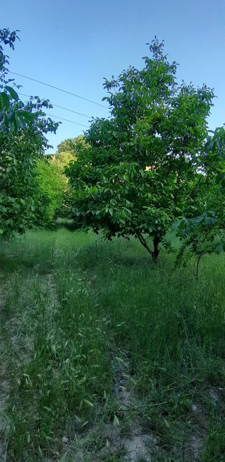 باغ ثمری|فروش زمین و ملک کلنگی|سی‌سخت, |دیوار