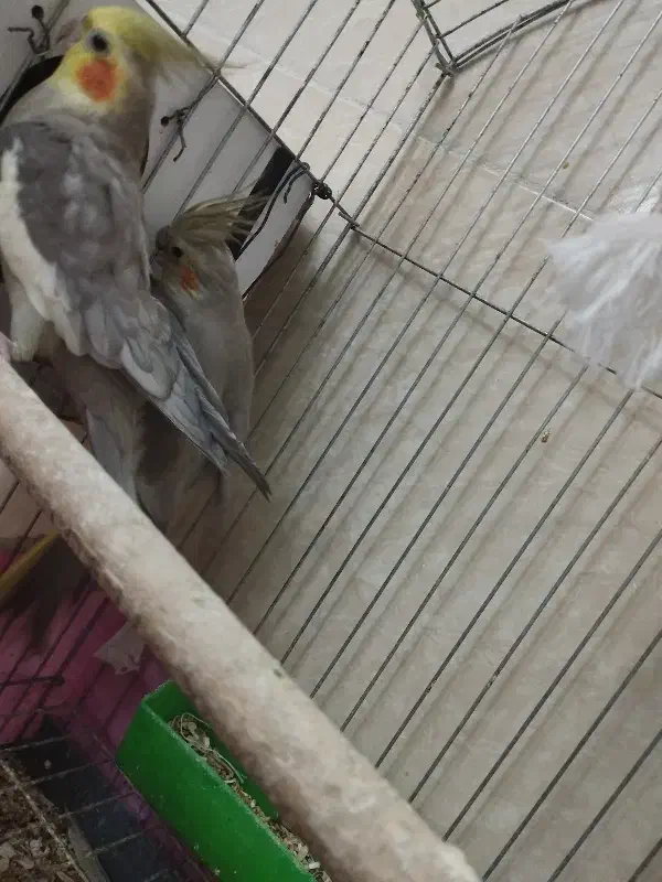 عروس هلندی|پرنده|تاکستان, |دیوار