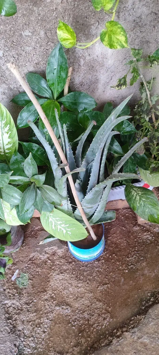 مجله|کتاب و مجله ادبی|سرپل ذهاب, |دیوار