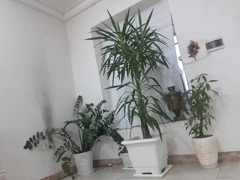 گل و گیاه|گل و گیاه طبیعی|مشهد, میان ولایت|دیوار