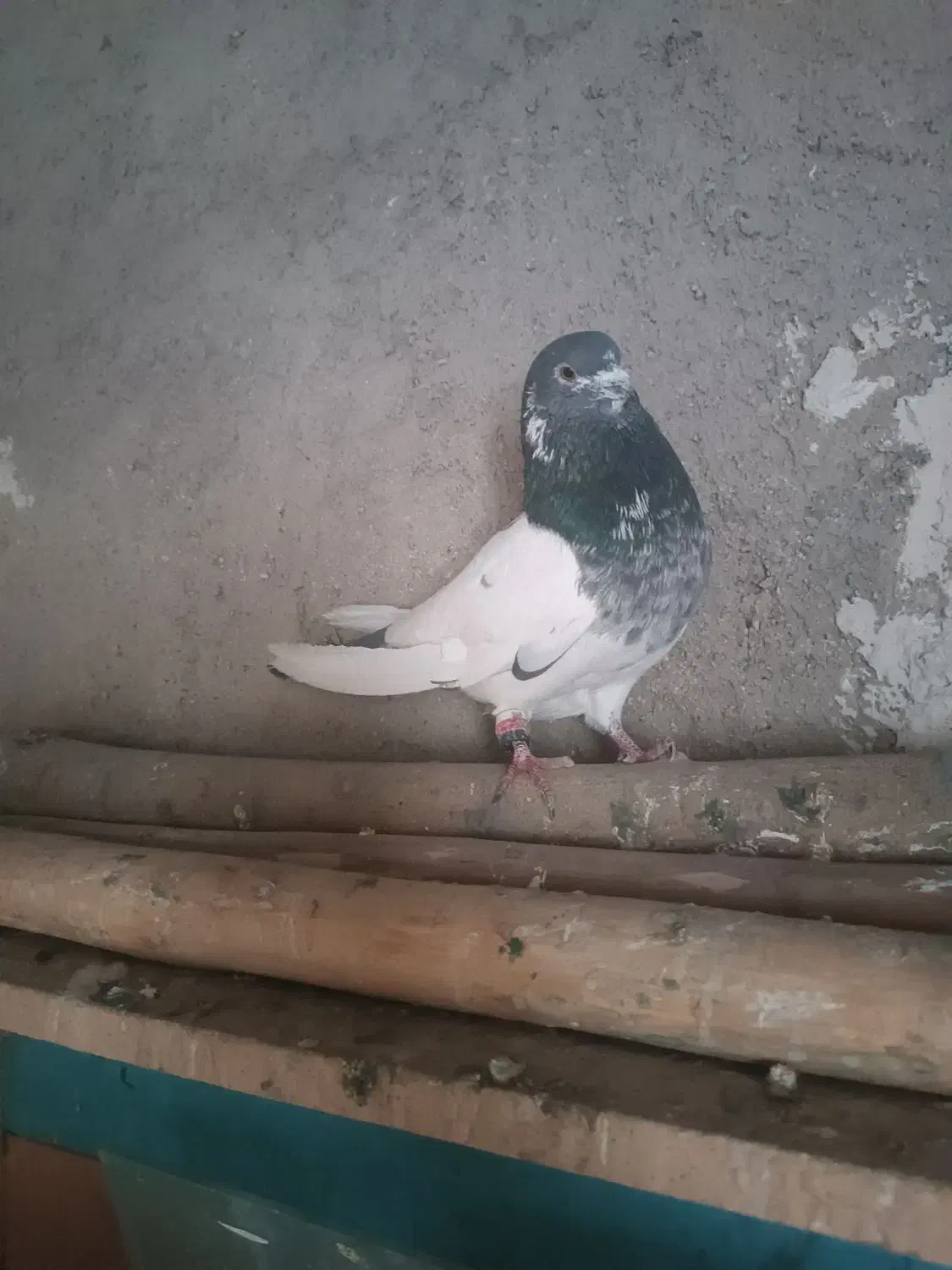 کبوتر نر|پرنده|بروجرد, |دیوار