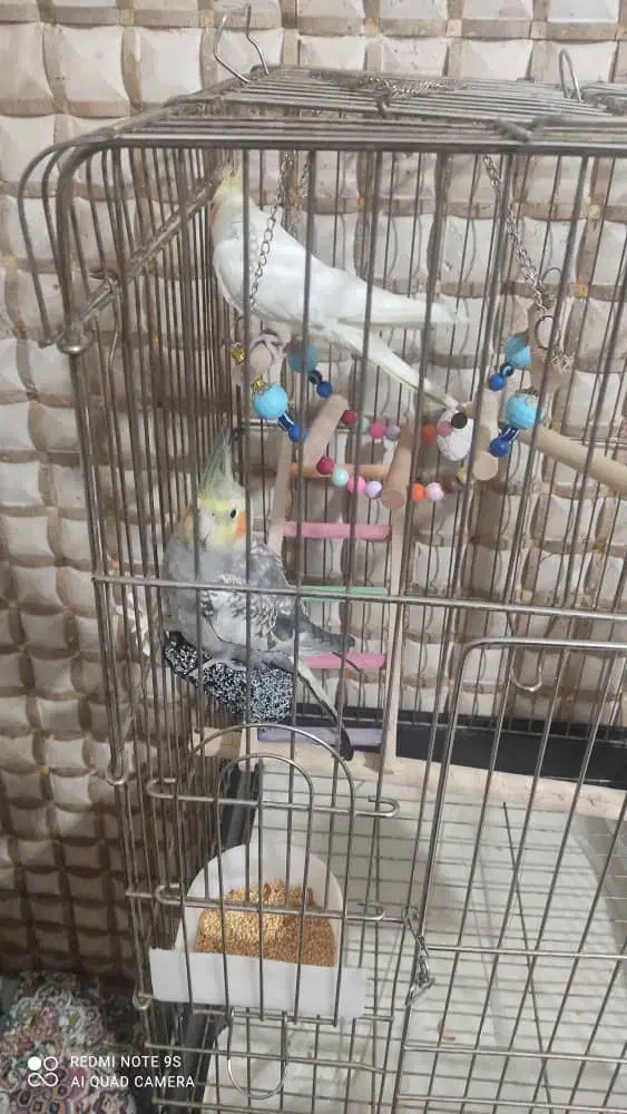 حیوانات|پرنده|ری, سیزده آبان|دیوار