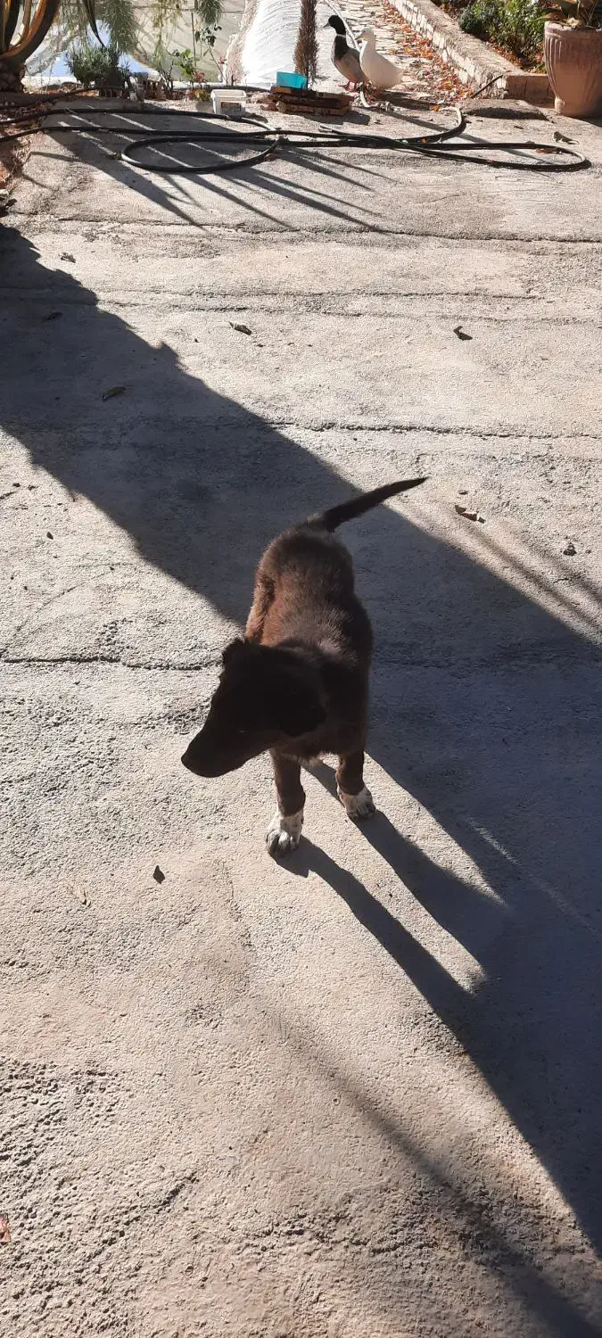 توله سگ نگهبان|سگ|محلات, |دیوار