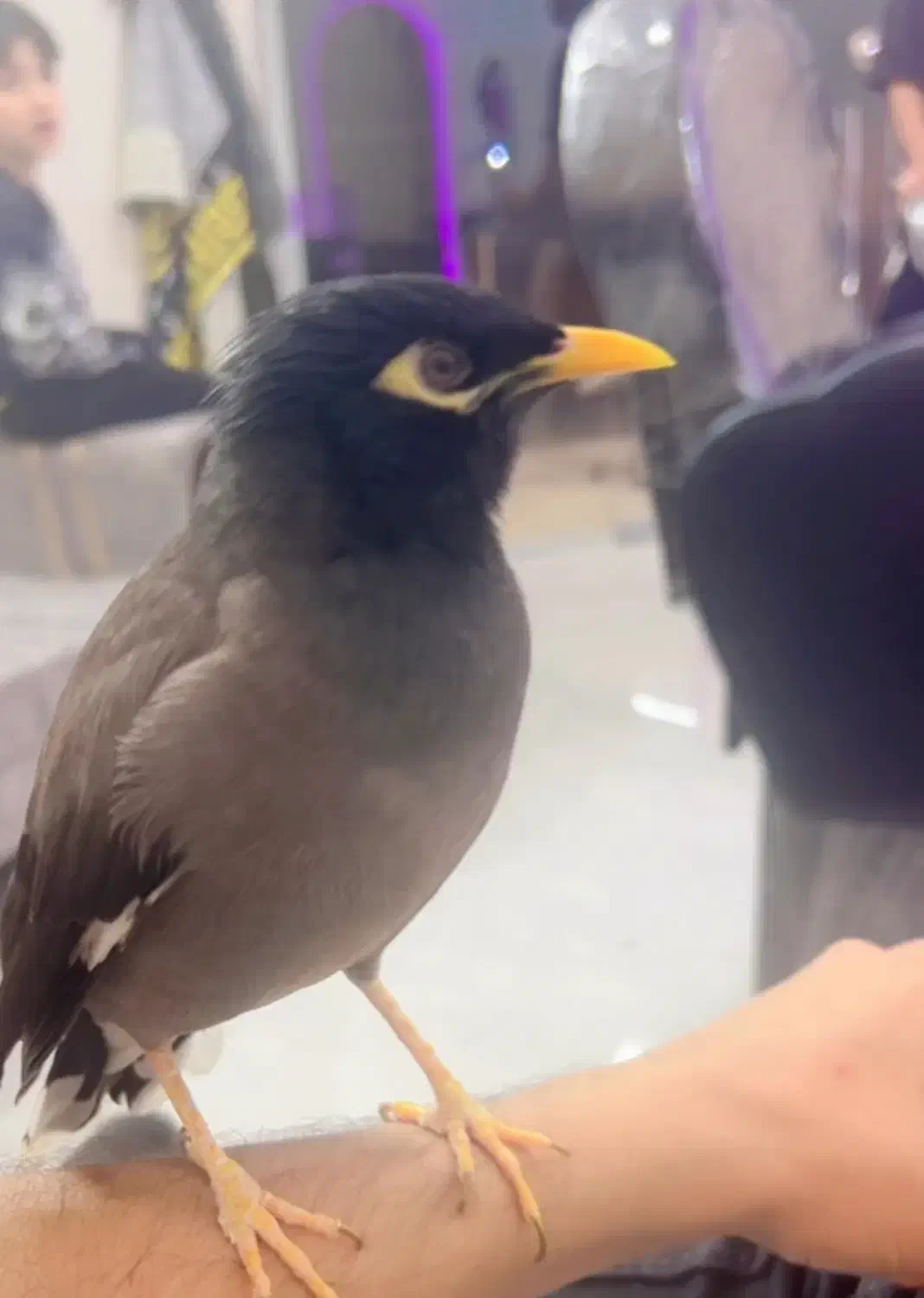 مینا گمشده در کیانشهر|حیوانات|اهواز, منازل سپاه|دیوار