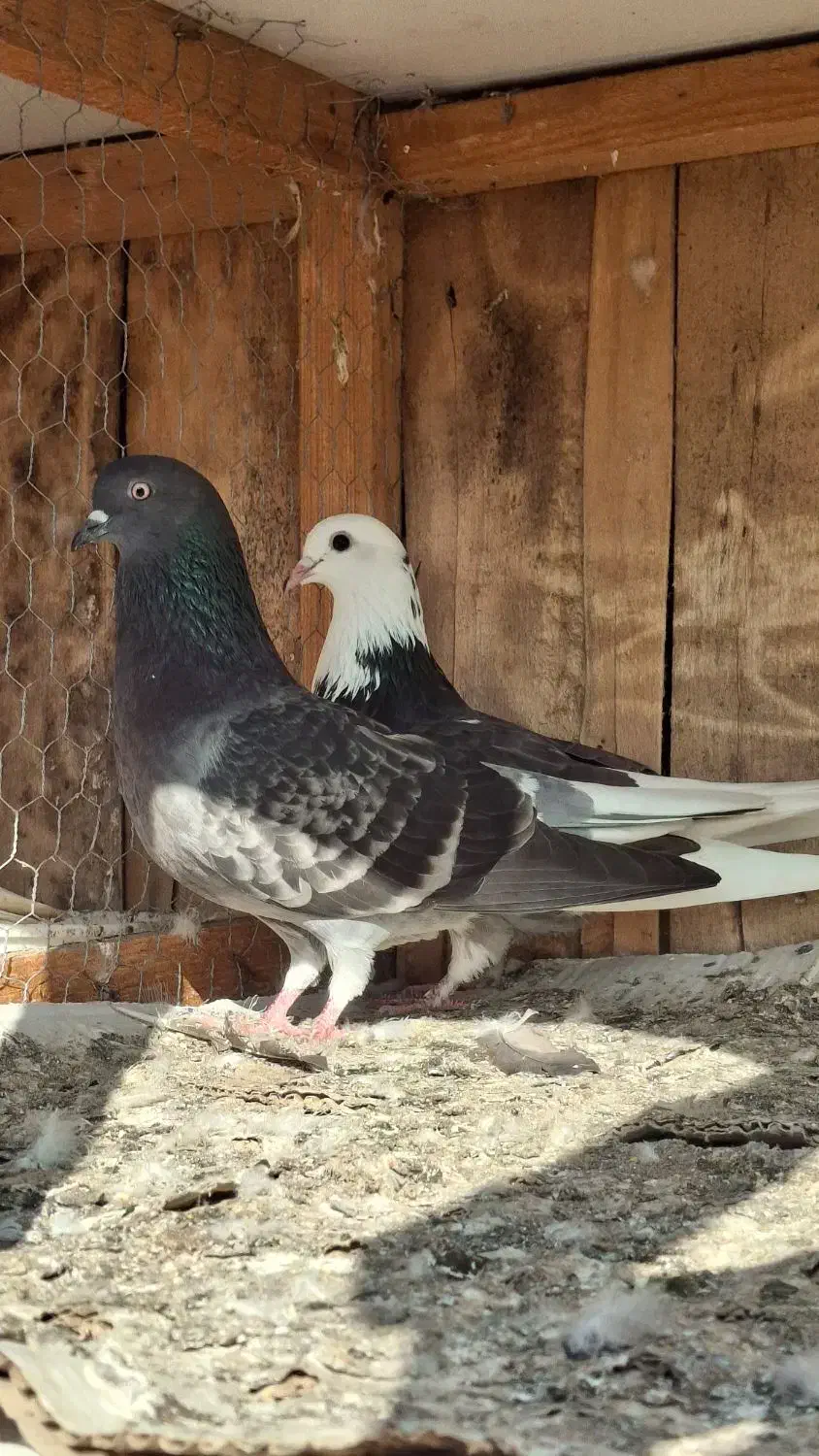 ۱۵ عدد کبوتر یکجا دونه ای ۳۵۰|پرنده|تهران, امیریه|دیوار