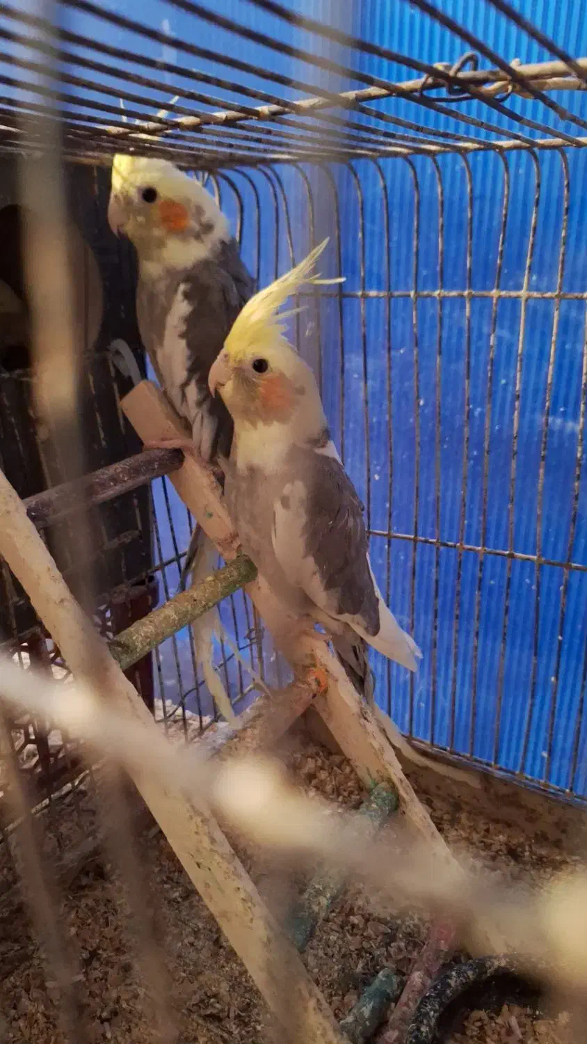 عروس هلندی نر وماده دون خور مادر.|پرنده|کاشان, سوریجان|دیوار