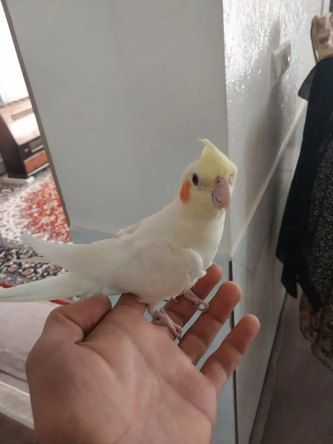 عروس هلندی|پرنده|شاهینشهر, گزبرخوار|دیوار