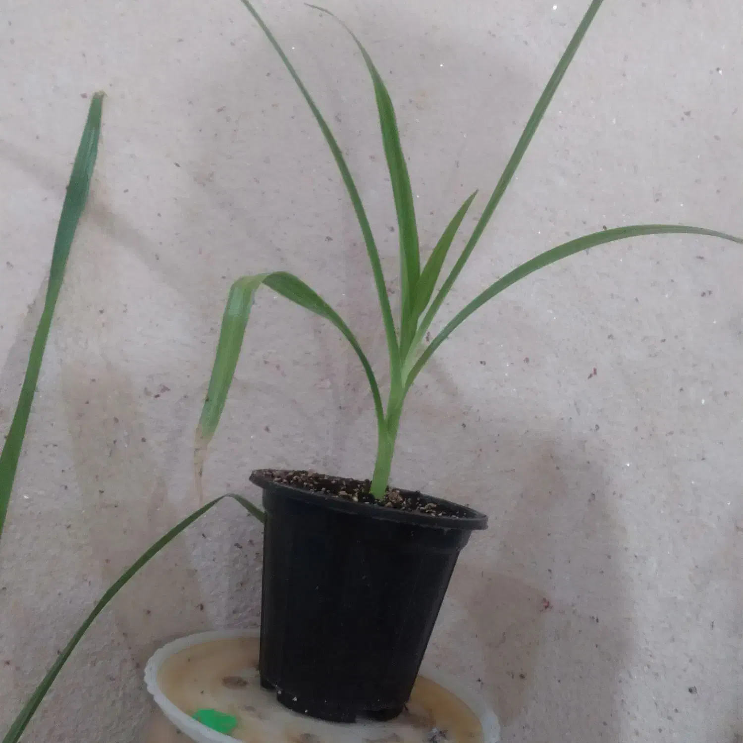 ۵۰ت|گل و گیاه طبیعی|رفسنجان, |دیوار