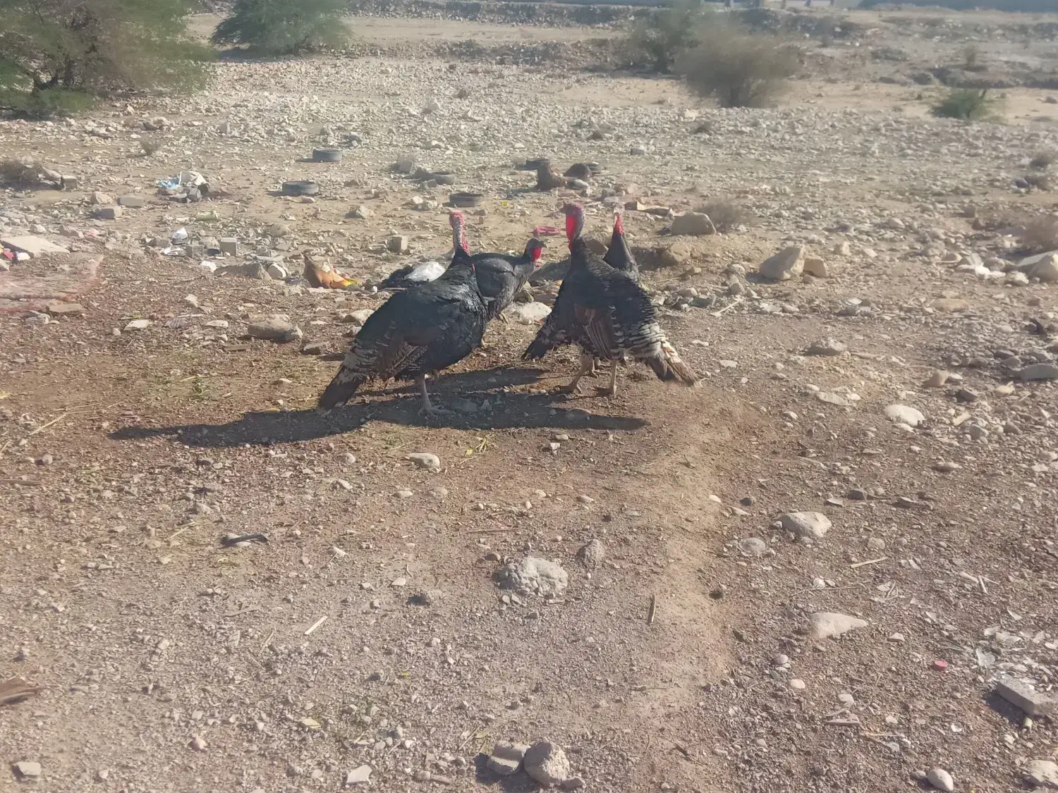 بوقلمون نر ماده جفتی ۴تومن|حیوانات مزرعه|خورموج, |دیوار