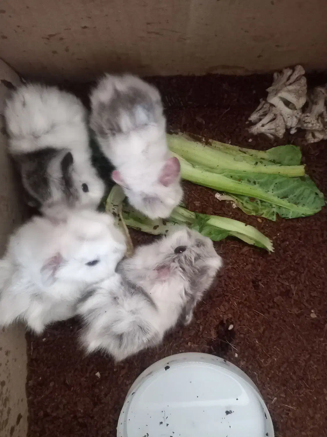 خوکچه|موش و خرگوش|یزد, |دیوار