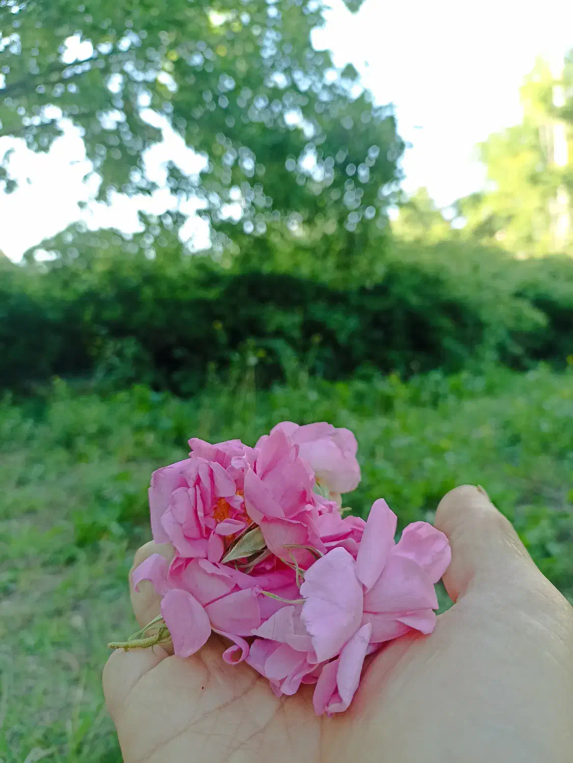 باغچه و تفرجگاه ویلایی|فروش خانه و ویلا|آبگرم, |دیوار