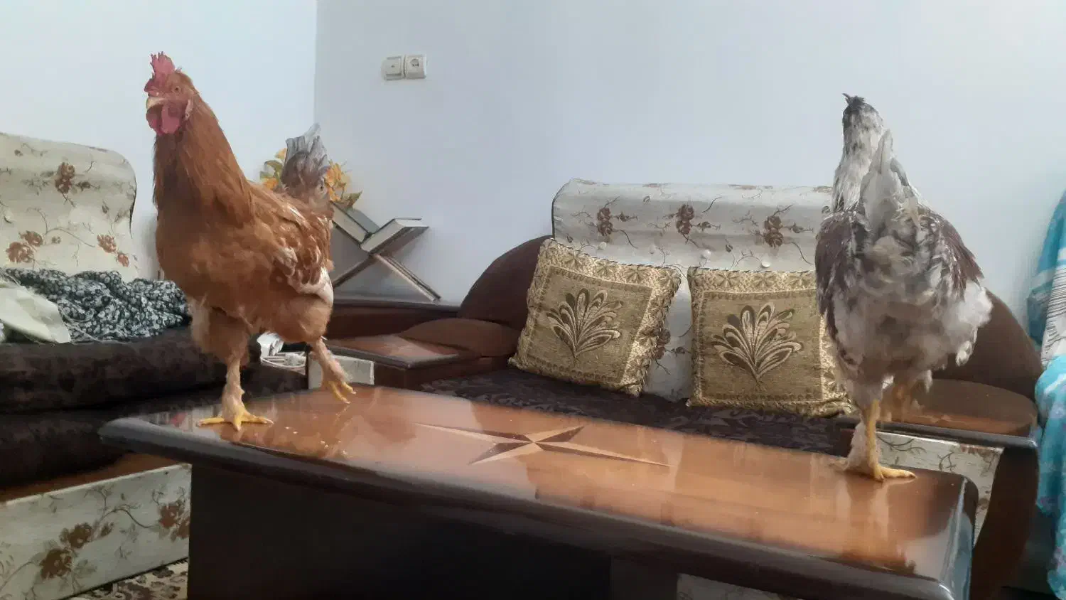 ۳عدد خروس پاپری|حیوانات مزرعه|تهران, علم و صنعت|دیوار